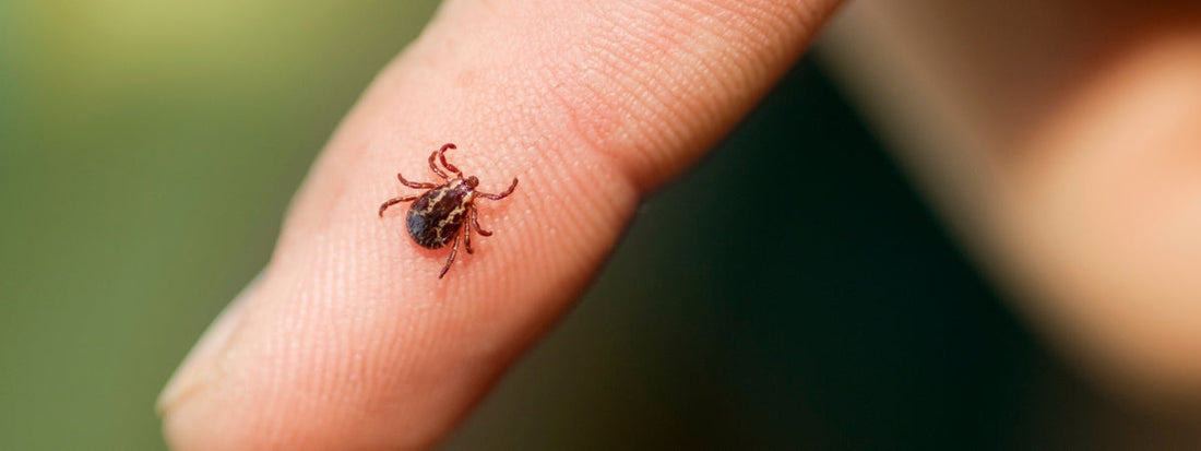Insectenbeten onderweg: voorkomen en verzachten