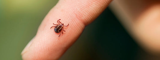 Insectenbeten onderweg: voorkomen en verzachten